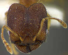 Image of <i>Pheidole oaxacana</i>