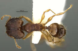 Image of <i>Pheidole oaxacana</i>