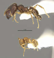 Image of <i>Pheidole oaxacana</i>