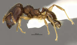 Image of <i>Pheidole oaxacana</i>