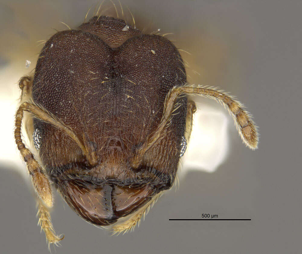 Image of <i>Pheidole oaxacana</i>