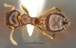 Image of Crematogaster punctulata Emery 1895