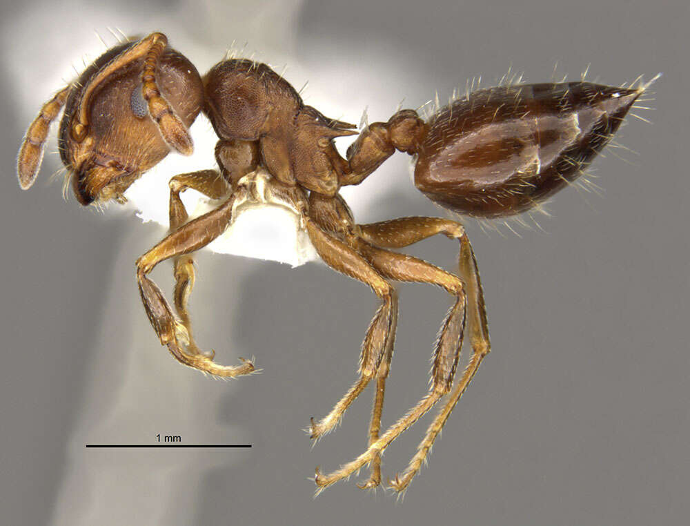 Image of Crematogaster punctulata Emery 1895