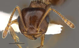 Image of Crematogaster punctulata Emery 1895