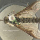 Image of <i>Thevenemyia harrisi</i>