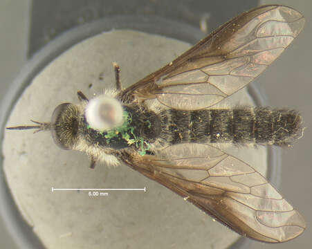 Image of Thevenemyia