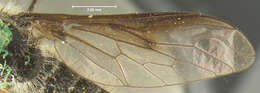 Image of <i>Thevenemyia harrisi</i>