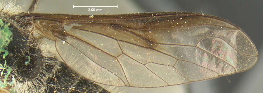 Image of <i>Thevenemyia harrisi</i>