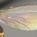 Image of <i>Neurigona nigricornis</i>