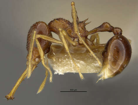 Image of Acanthognathus lentus Mann 1922