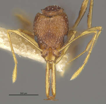 Image of Acanthognathus lentus Mann 1922