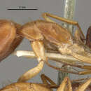 Image of Camponotus lucayanus Wheeler 1905