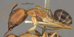 Image of Camponotus lucayanus Wheeler 1905