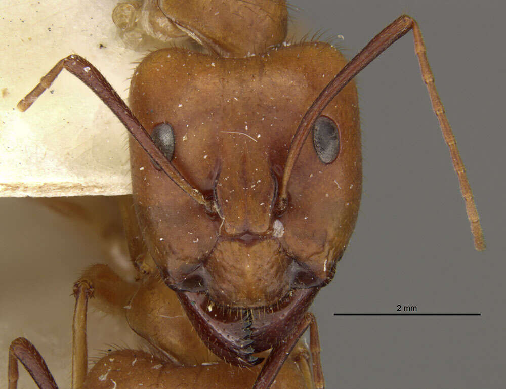 Image of Camponotus lucayanus Wheeler 1905