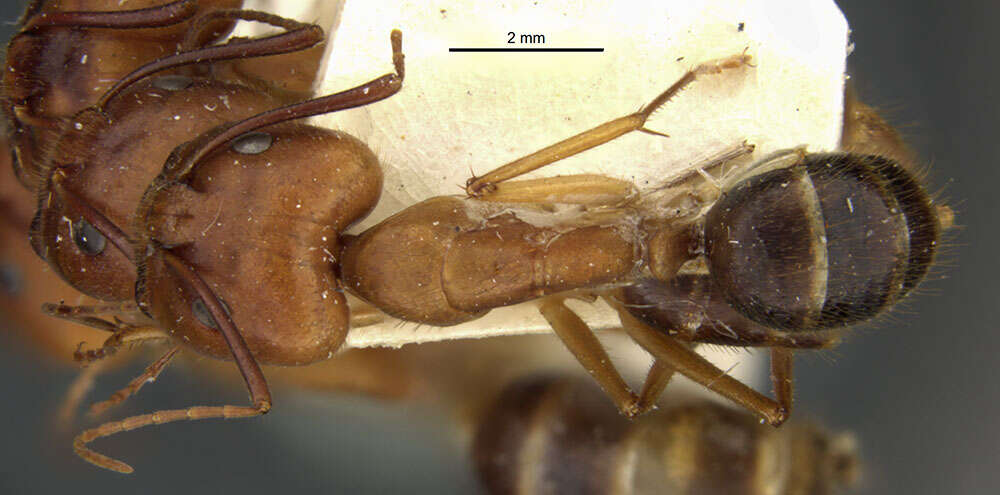 Image of Camponotus lucayanus Wheeler 1905