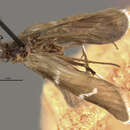 صورة Smicridea (Smicridea) nigripennis Banks 1920