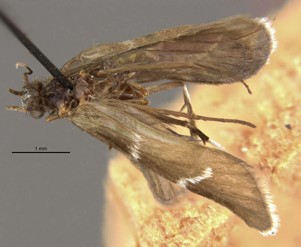 Smicridea (Smicridea) nigripennis Banks 1920 resmi