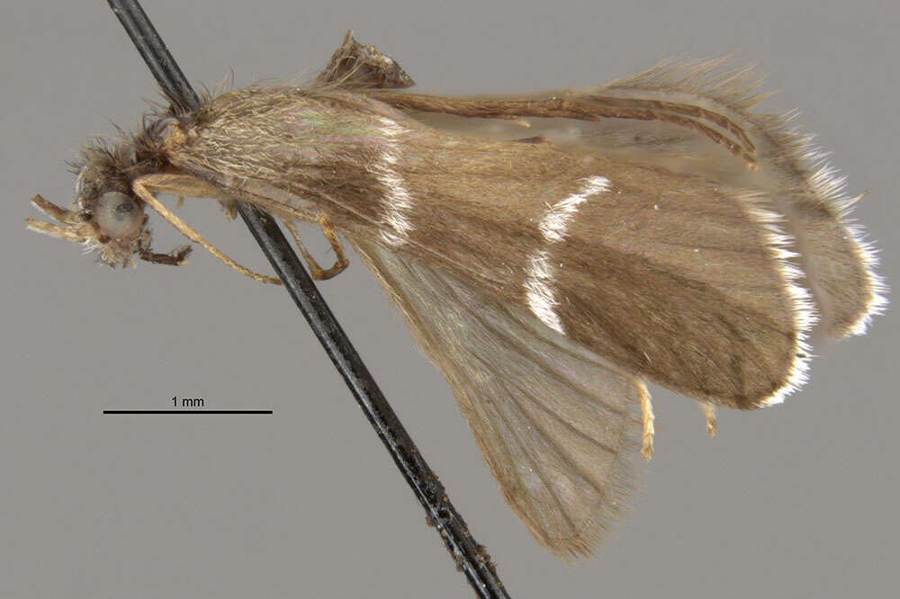 Smicridea (Smicridea) nigripennis Banks 1920 resmi