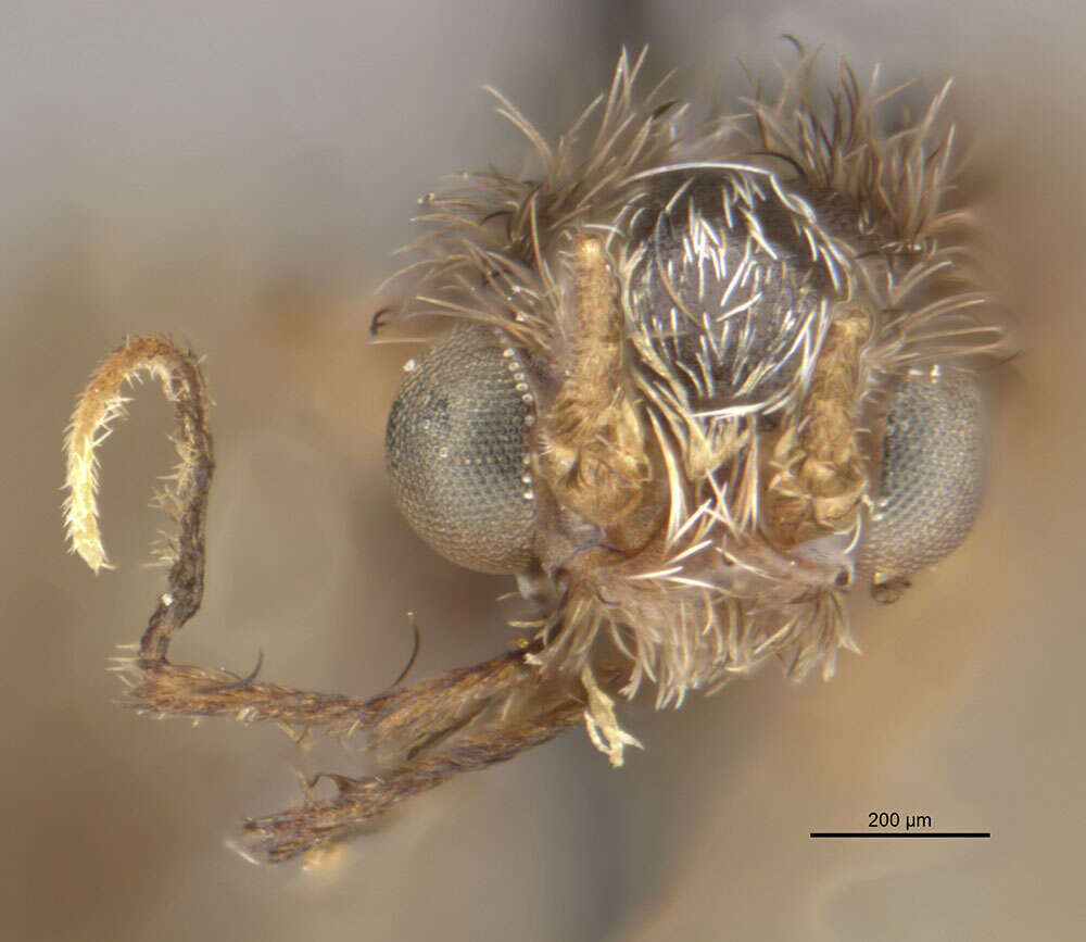 Smicridea (Smicridea) nigripennis Banks 1920 resmi