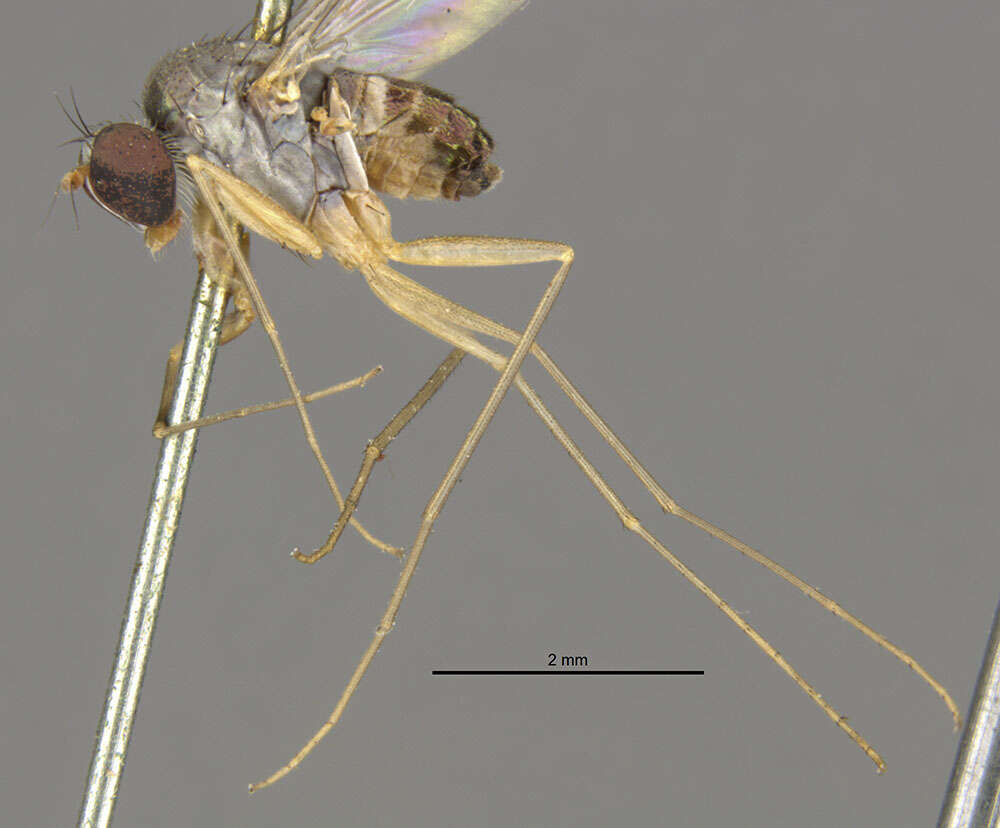 Image of Dactylomyia
