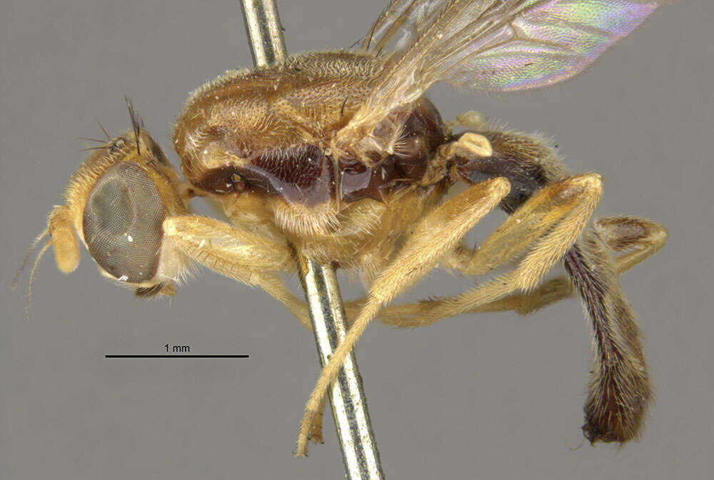Image of Chyliza apicalis Loew 1860