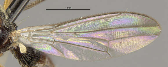 صورة Strongylophthalmyia angustipennis Melander 1920