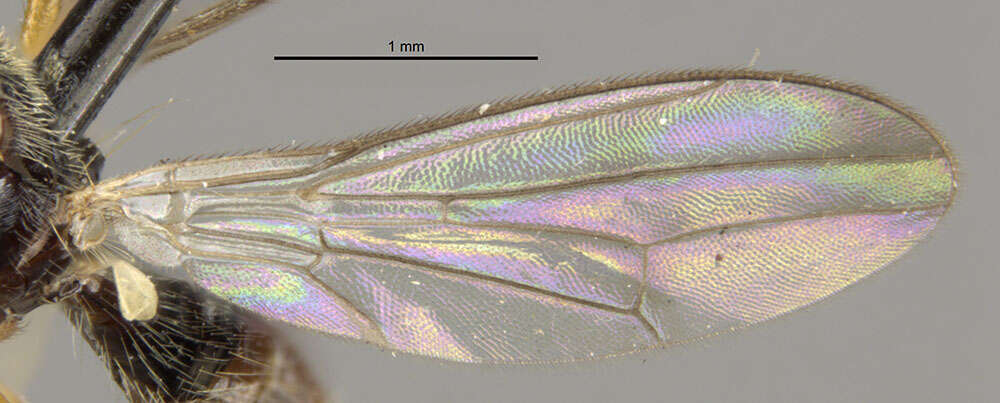 Image of Strongylophthalmyia angustipennis Melander 1920
