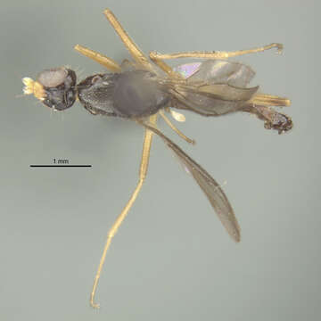 صورة Strongylophthalmyia angustipennis Melander 1920