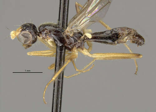 Image of Strongylophthalmyia angustipennis Melander 1920