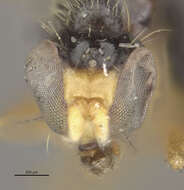 صورة Strongylophthalmyia angustipennis Melander 1920