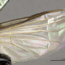 Image of Seioptera colon Loew 1868