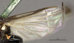 Image of Seioptera colon Loew 1868