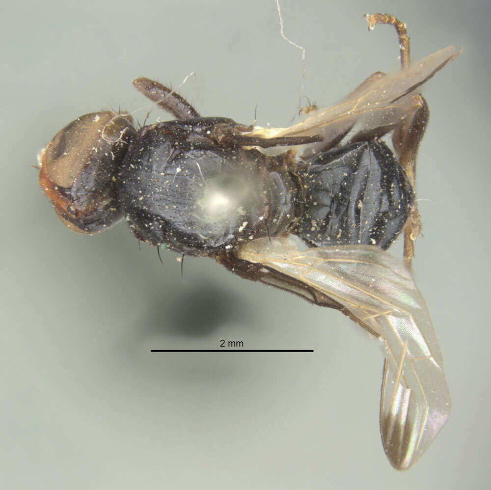 Image of Seioptera colon Loew 1868