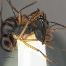 Image of Polyrhachis macropus