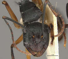 Image of Polyrhachis macropus