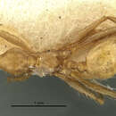 Image of Pheidole biconstricta lallemandi Forel 1901