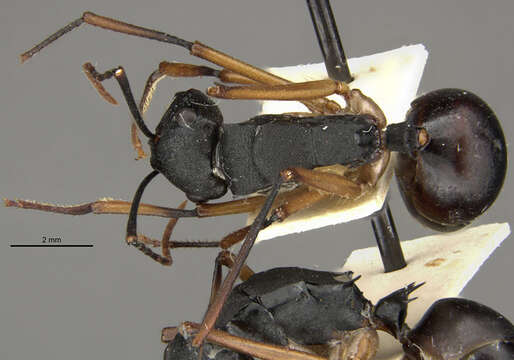 Image of Polyrhachis macropus