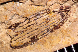 Image de <i>Pterostichus pumpellyi</i> Scudder 1900