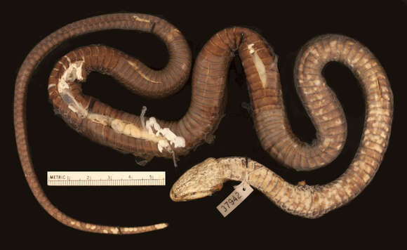 Image of Cubophis vudii aterrimus (Barbour & Shreve 1935)