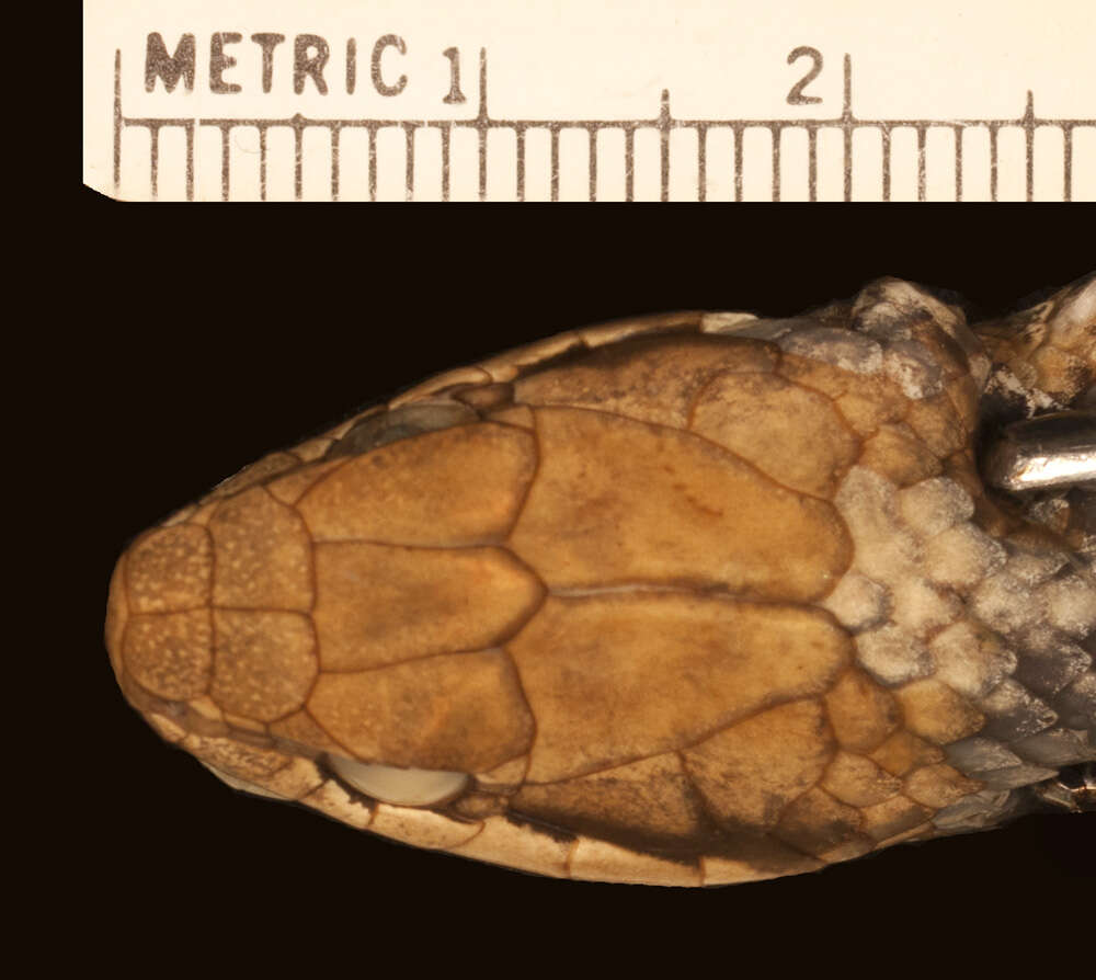 Image of Cubophis vudii aterrimus (Barbour & Shreve 1935)