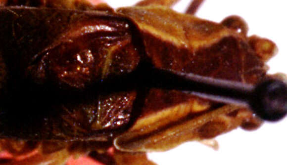 Image of Acanthorintes