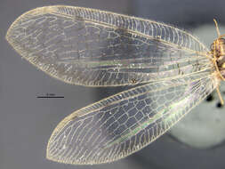 Image of Spilosmylus alticolus Banks 1937