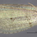 Image of Spilosmylus apoanus Banks 1937