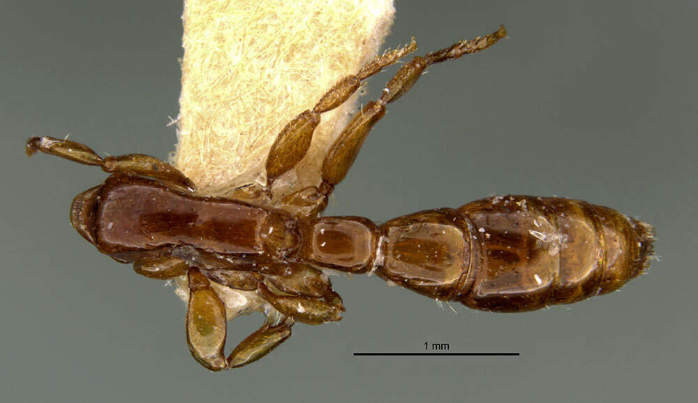 Image of Acanthostichus skwarrae Wheeler 1934