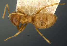 Imagem de <i>Acropyga rubescens</i>