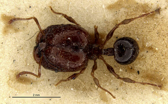 Image of Acanthomyrmex dusun Wheeler 1919