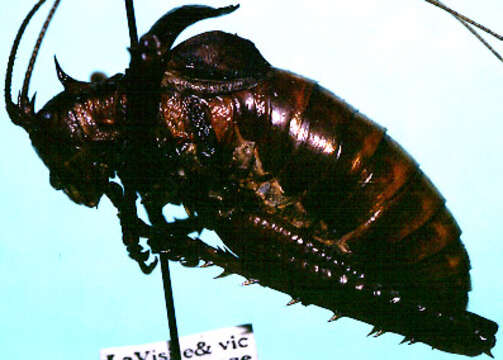 Image of Polyancistrus