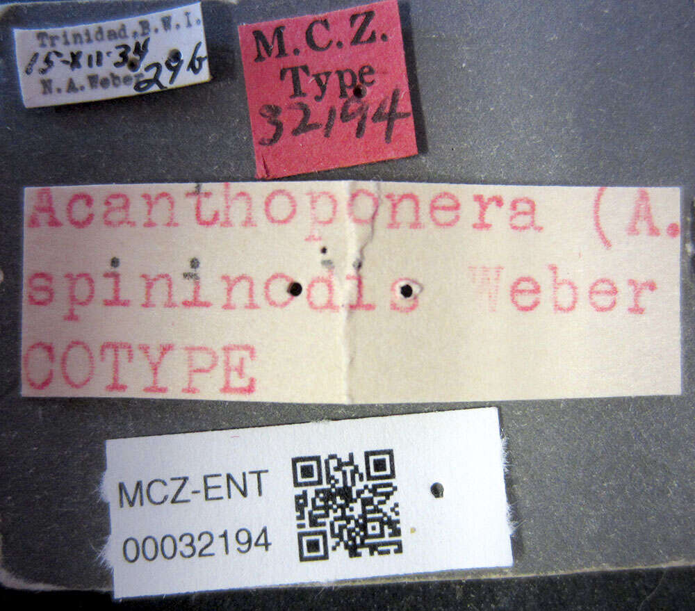 Image of Acanthoponera minor (Forel 1899)