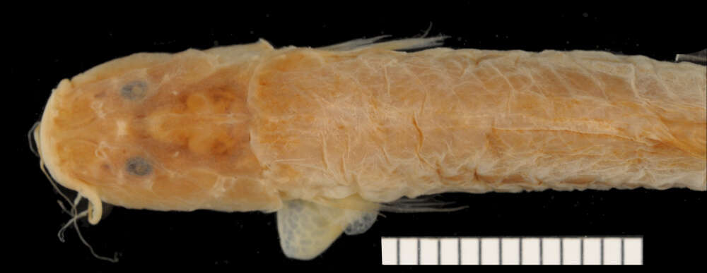 Plancia ëd Acentronichthys leptos Eigenmann & Eigenmann 1889