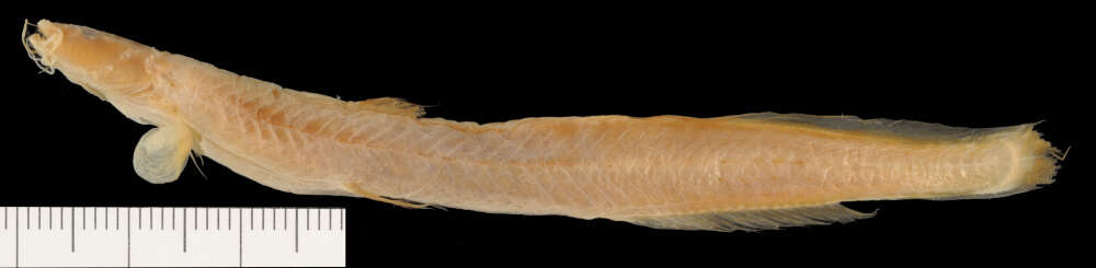 Image of Acentronichthys